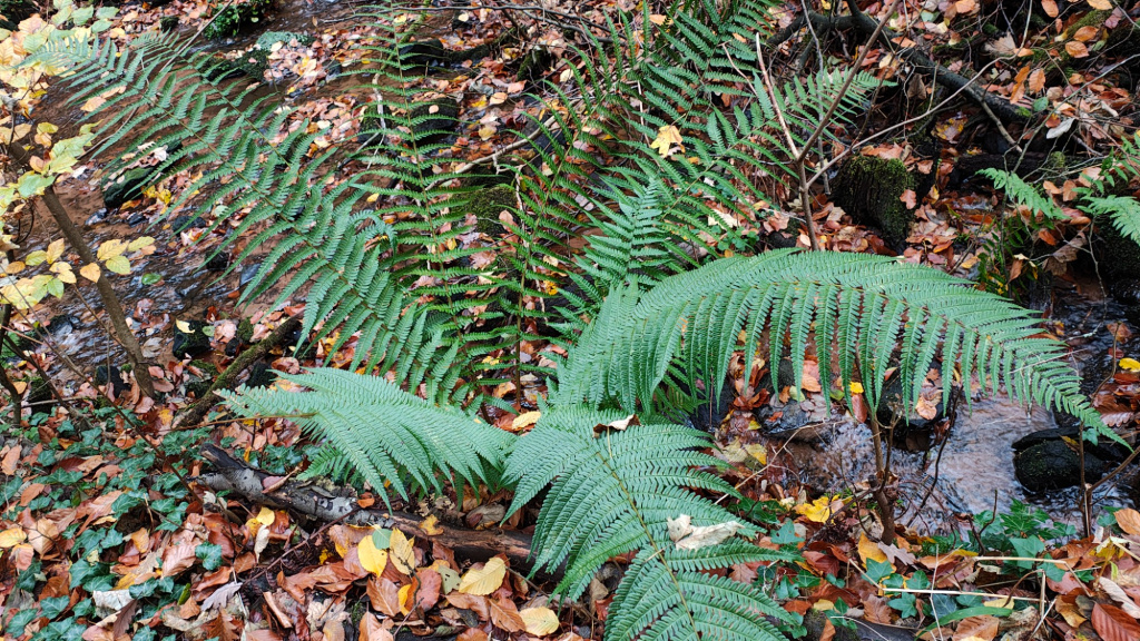 Dryopteris affinis s. l. Dryopteris affinis s. l.