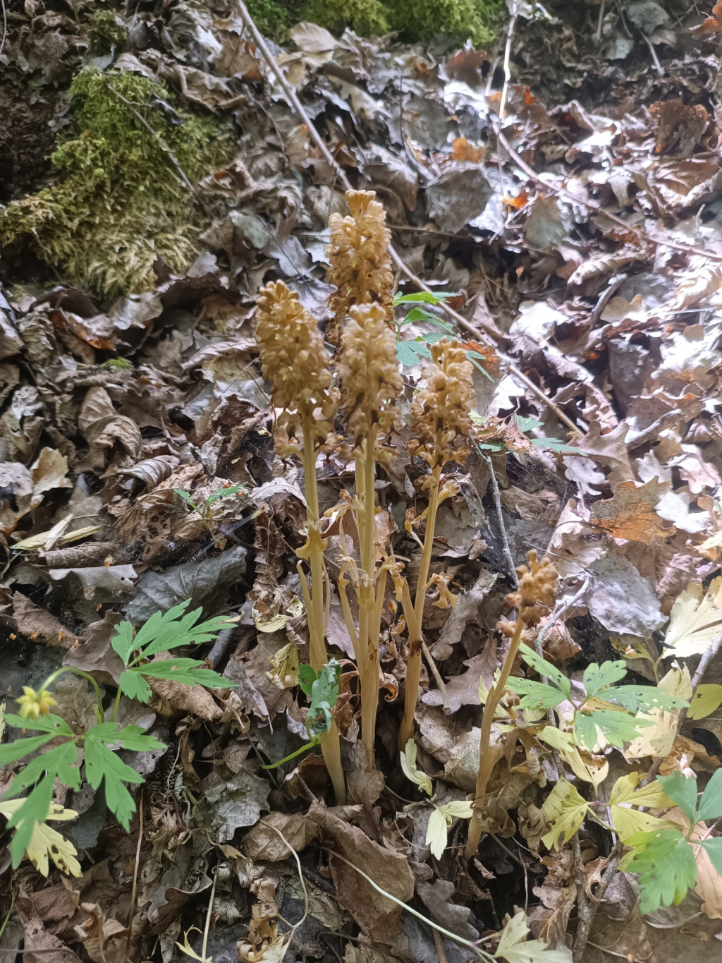 Neottia nidus-avis | Vogel-Nestwurz Neottia nidus-avis | Vogel-Nestwurz