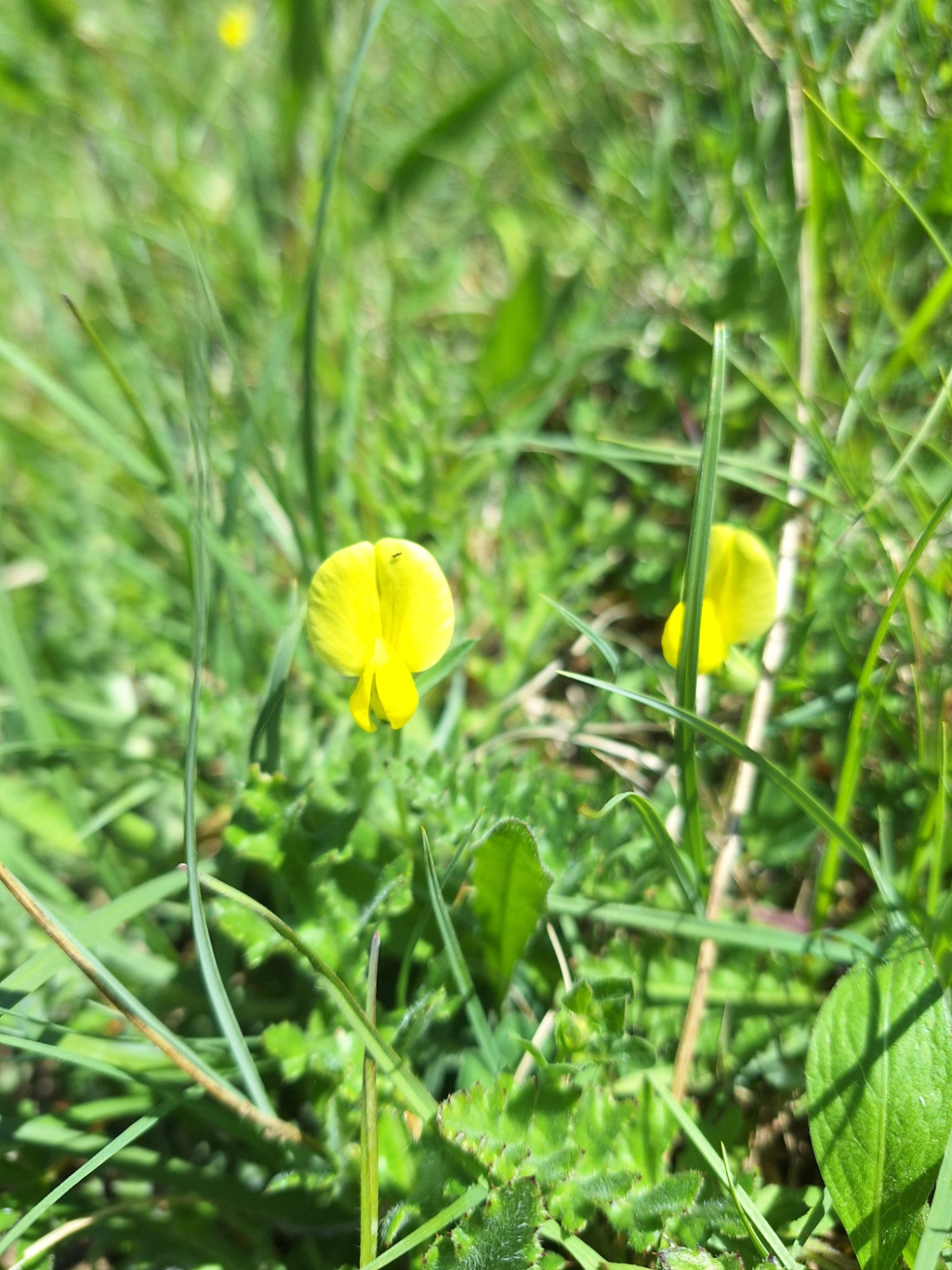 Lotus maritimus | Gelbe Spargelerbse Lotus maritimus | Gelbe Spargelerbse