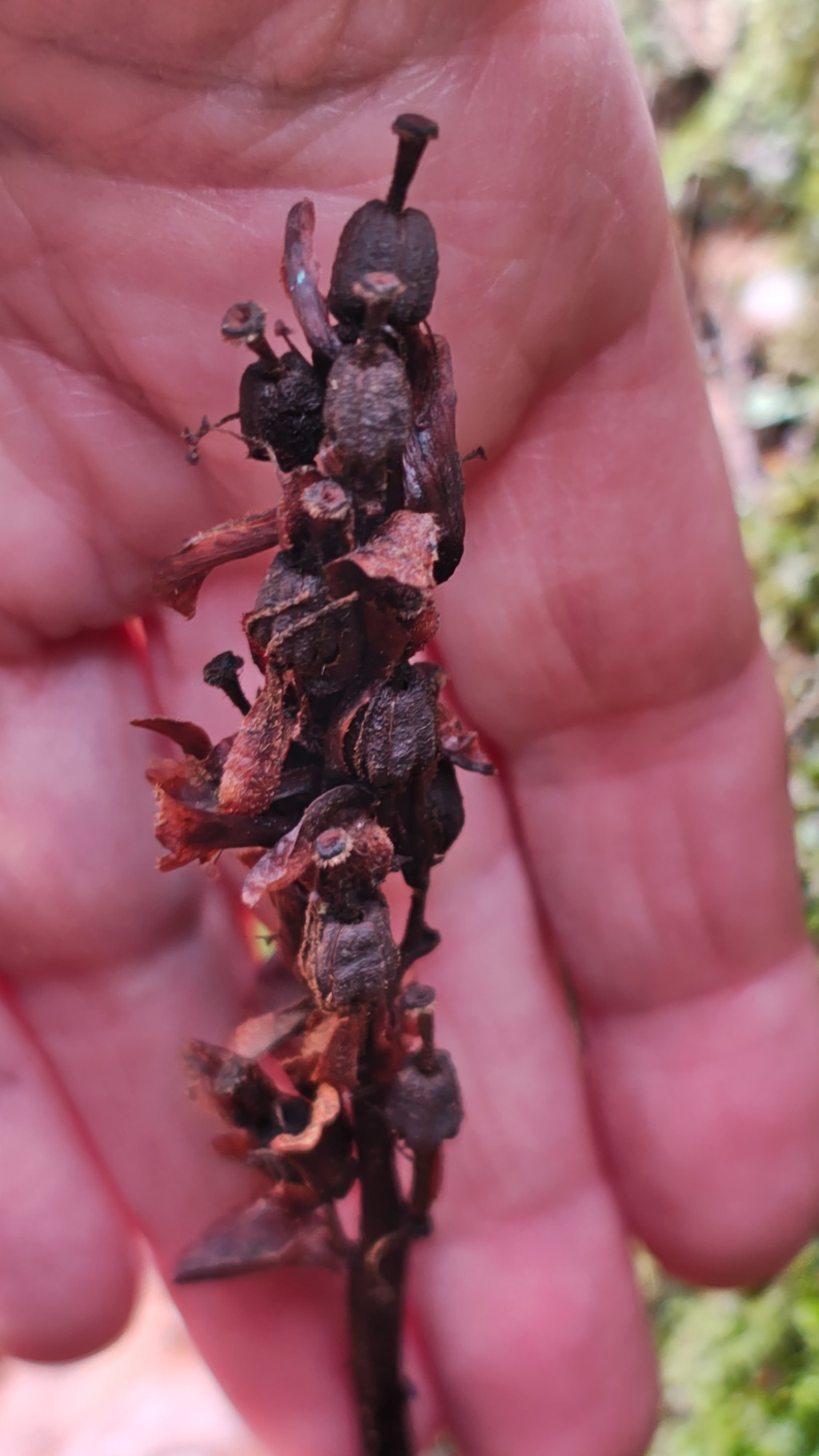 Hypopitys monotropa agg. | Echter Fichtenspargel (Artengruppe) Hypopitys monotropa agg. | Echter Fichtenspargel (Artengruppe)