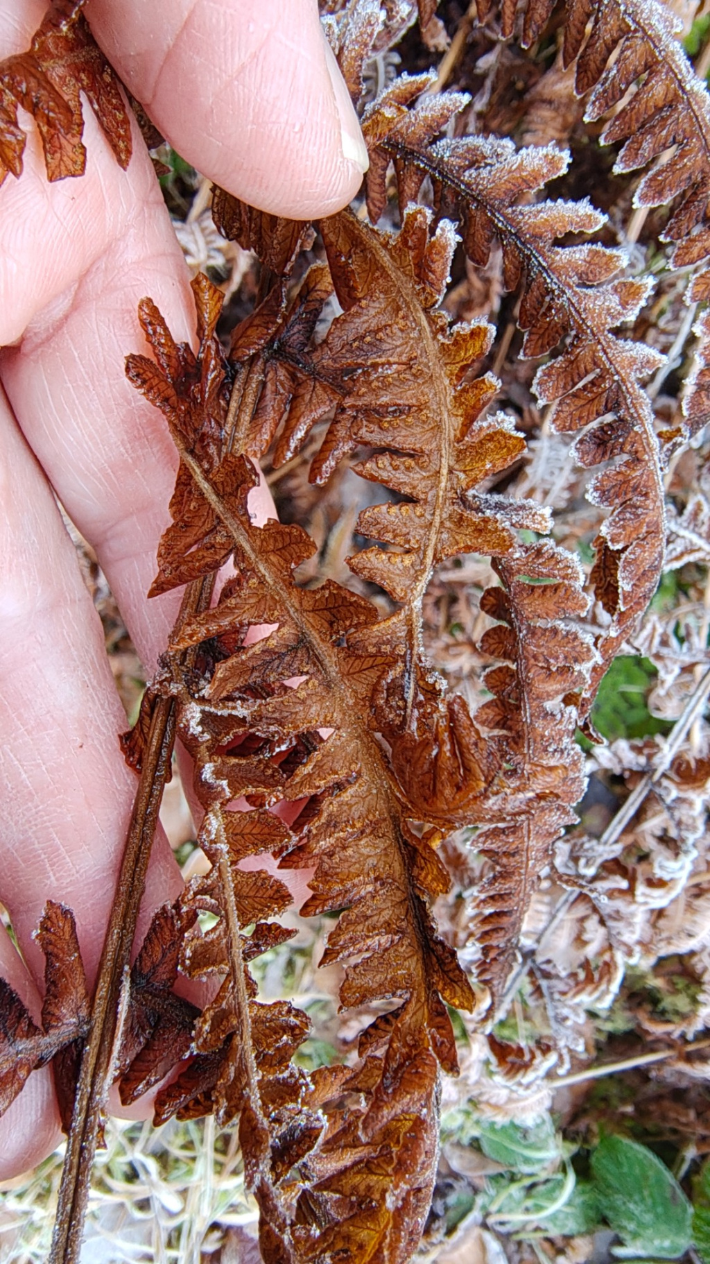 Thelypteris limbosperma | Berg-Lappenfarn Thelypteris limbosperma | Berg-Lappenfarn