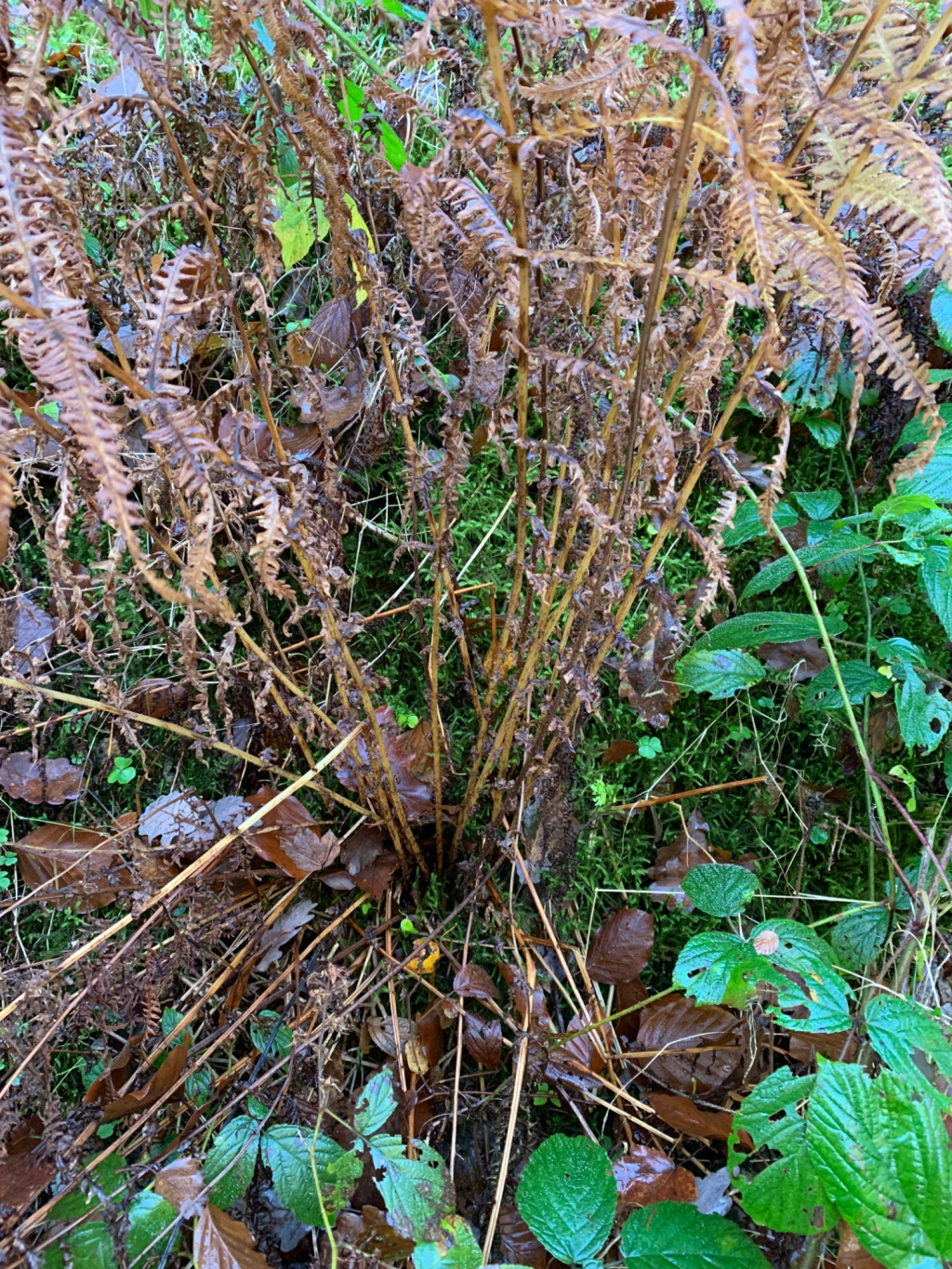 Thelypteris limbosperma | Berg-Lappenfarn Thelypteris limbosperma | Berg-Lappenfarn