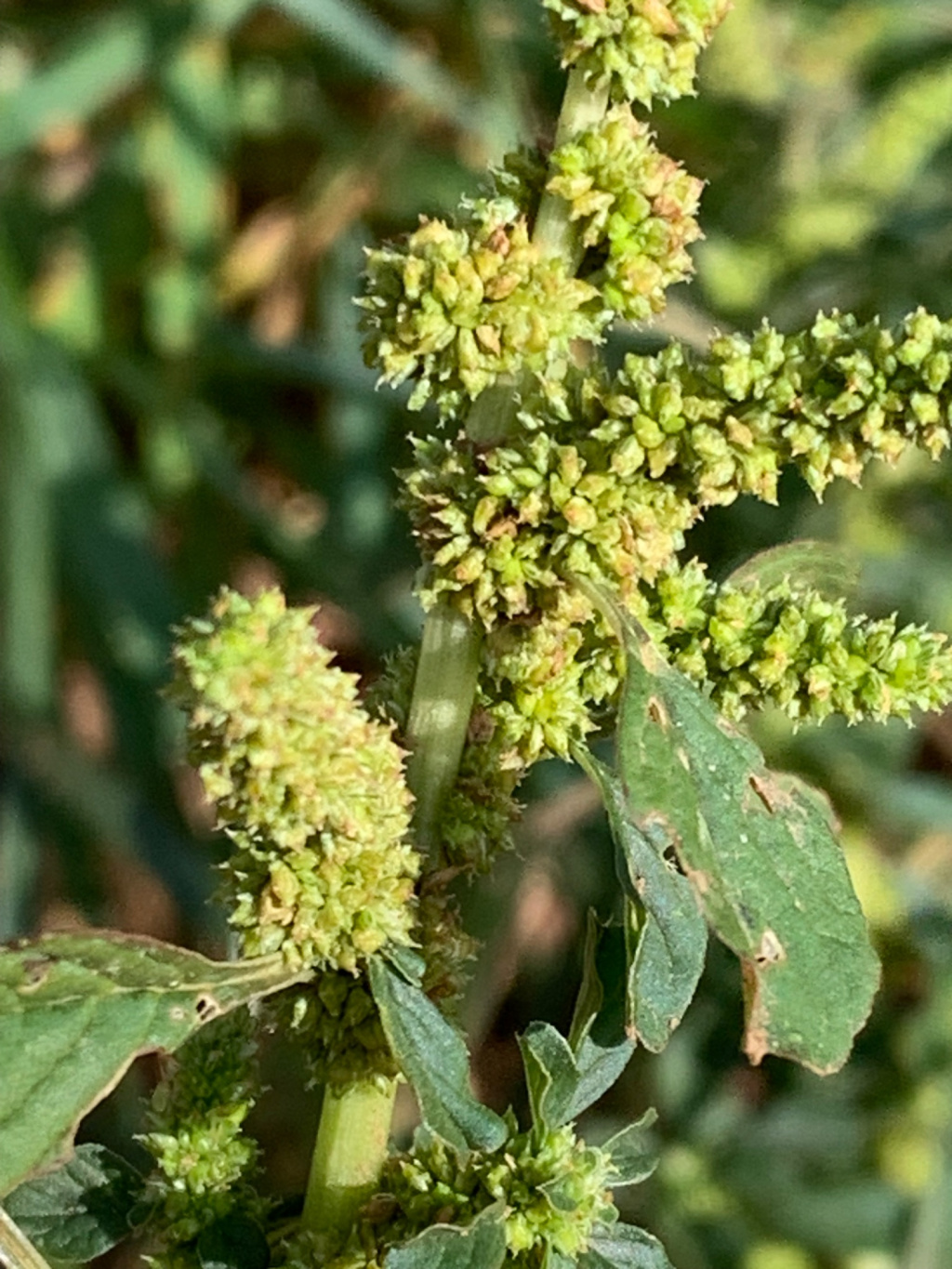 Amaranthus retroflexus | Zurückgebogener Amarant Amaranthus retroflexus | Zurückgebogener Amarant