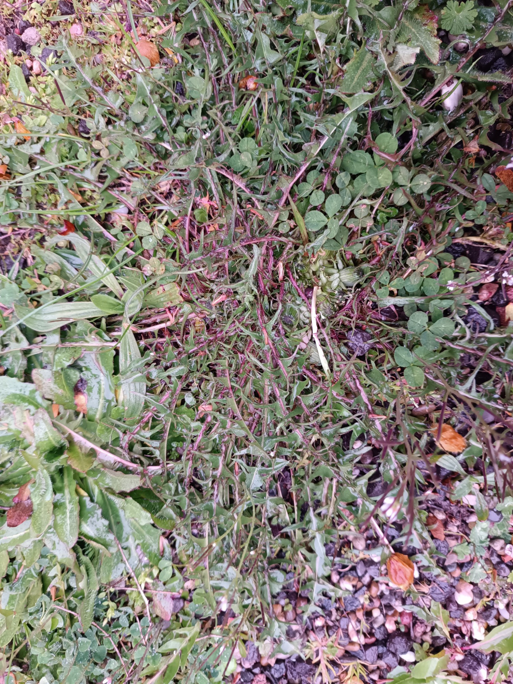 Taraxacum sect. Erythrosperma | Rotfrucht-Löwenzahn (Artengruppe) Taraxacum sect. Erythrosperma | Rotfrucht-Löwenzahn (Artengruppe)