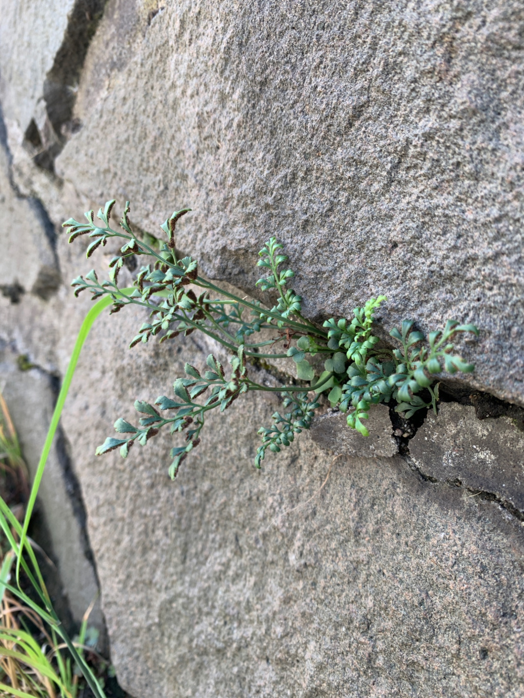 Asplenium ruta-muraria subsp. ruta-muraria | Mauerraute Asplenium ruta-muraria subsp. ruta-muraria | Mauerraute