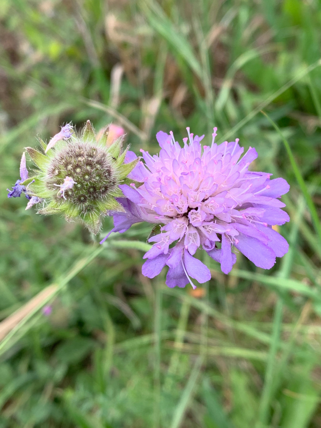 Knautia arvensis s. str. | Wiesen-Witwenblume Knautia arvensis s. str. | Wiesen-Witwenblume