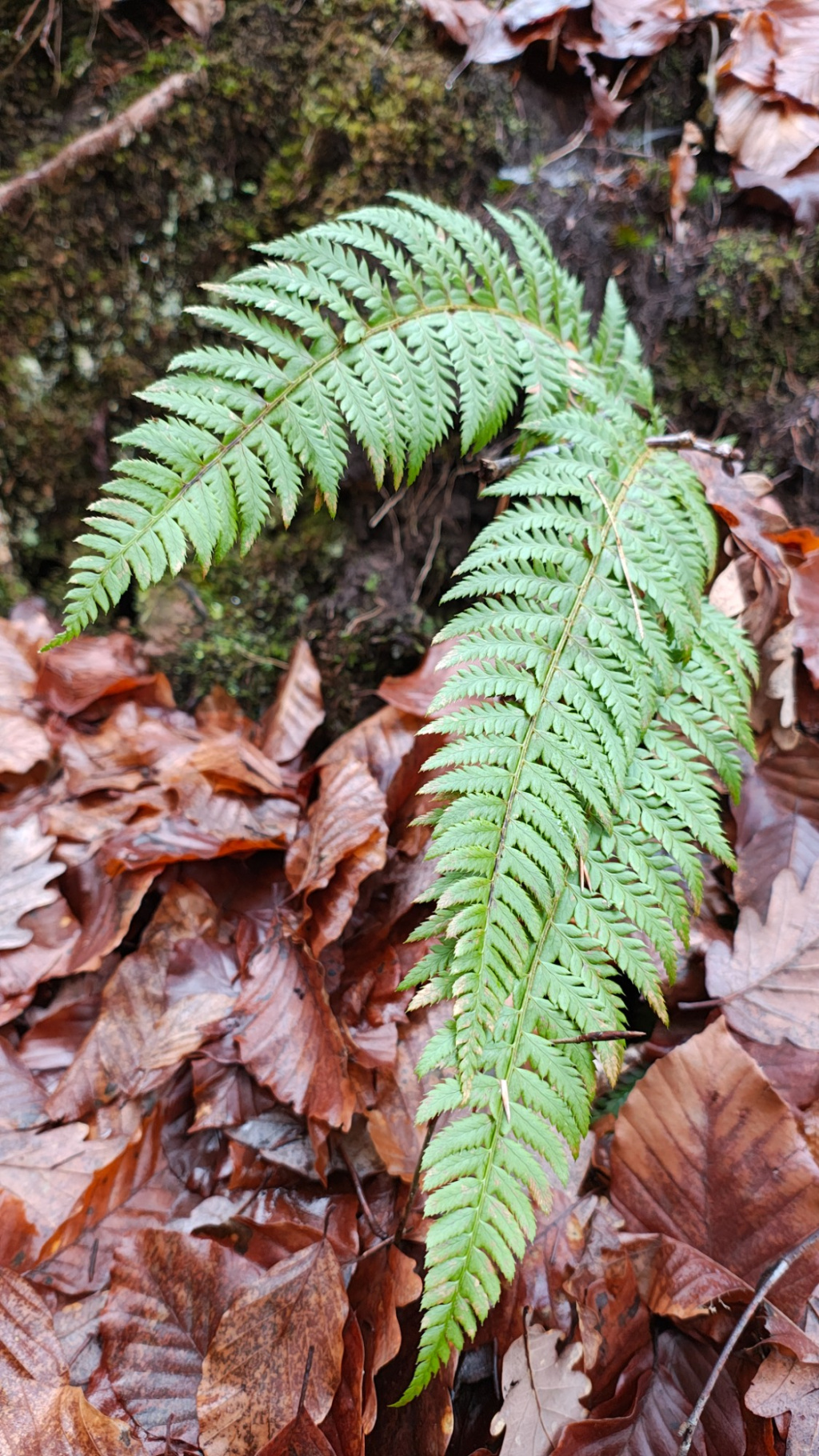 Polystichum aculeatum | Dorniger Schildfarn Polystichum aculeatum | Dorniger Schildfarn