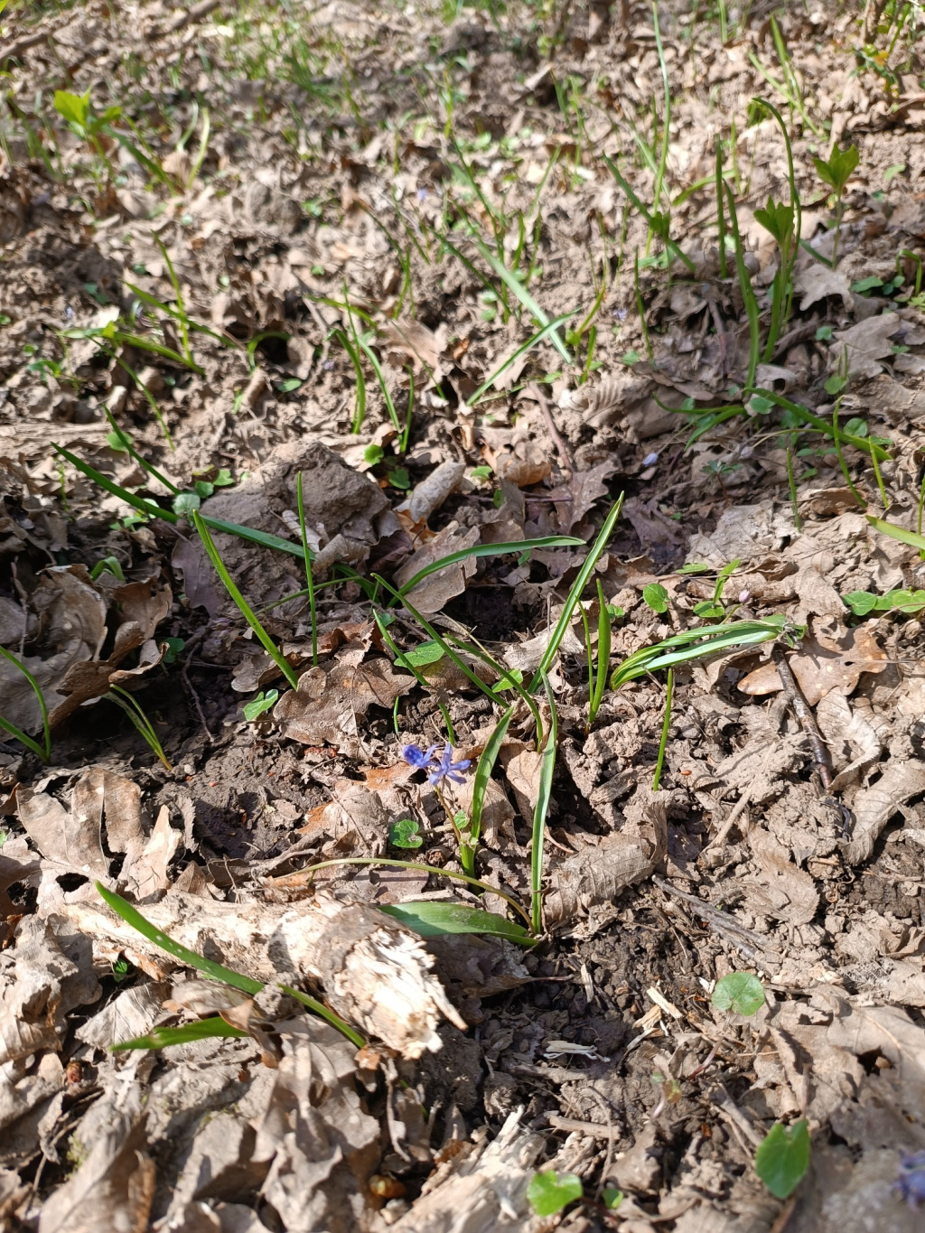 Scilla bifolia | Zweiblättriger Blaustern Scilla bifolia | Zweiblättriger Blaustern