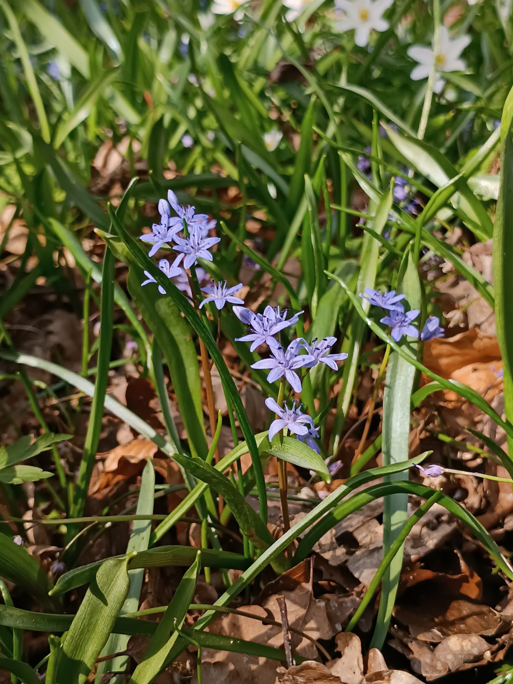 Scilla bifolia | Zweiblättriger Blaustern Scilla bifolia | Zweiblättriger Blaustern