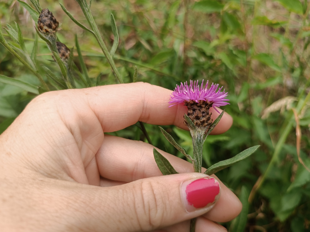 Centaurea jacea agg. | Wiesen-Flockenblume (Artengruppe) Centaurea jacea agg. | Wiesen-Flockenblume (Artengruppe)
