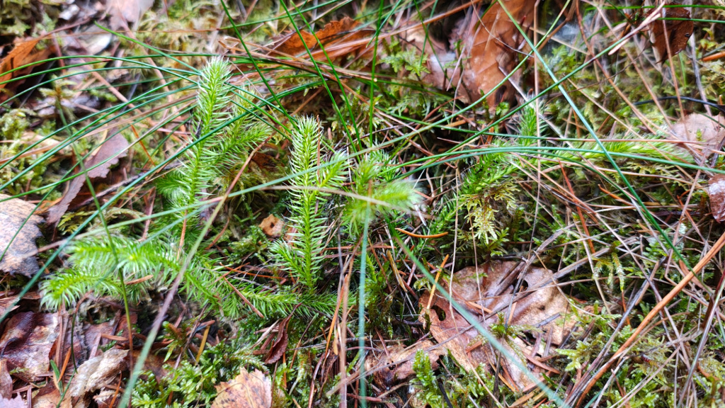 Lycopodium clavatum subsp. clavatum | Keulen-Bärlapp Lycopodium clavatum subsp. clavatum | Keulen-Bärlapp