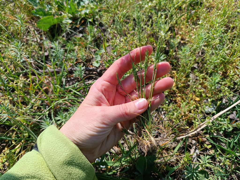 Poa bulbosa | Zwiebel-Rispengras Poa bulbosa | Zwiebel-Rispengras