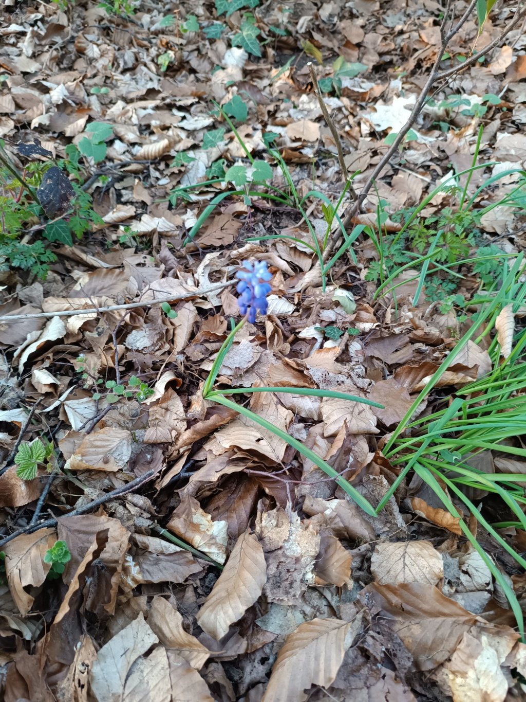 Muscari botryoides | Kleines Träubel Muscari botryoides | Kleines Träubel