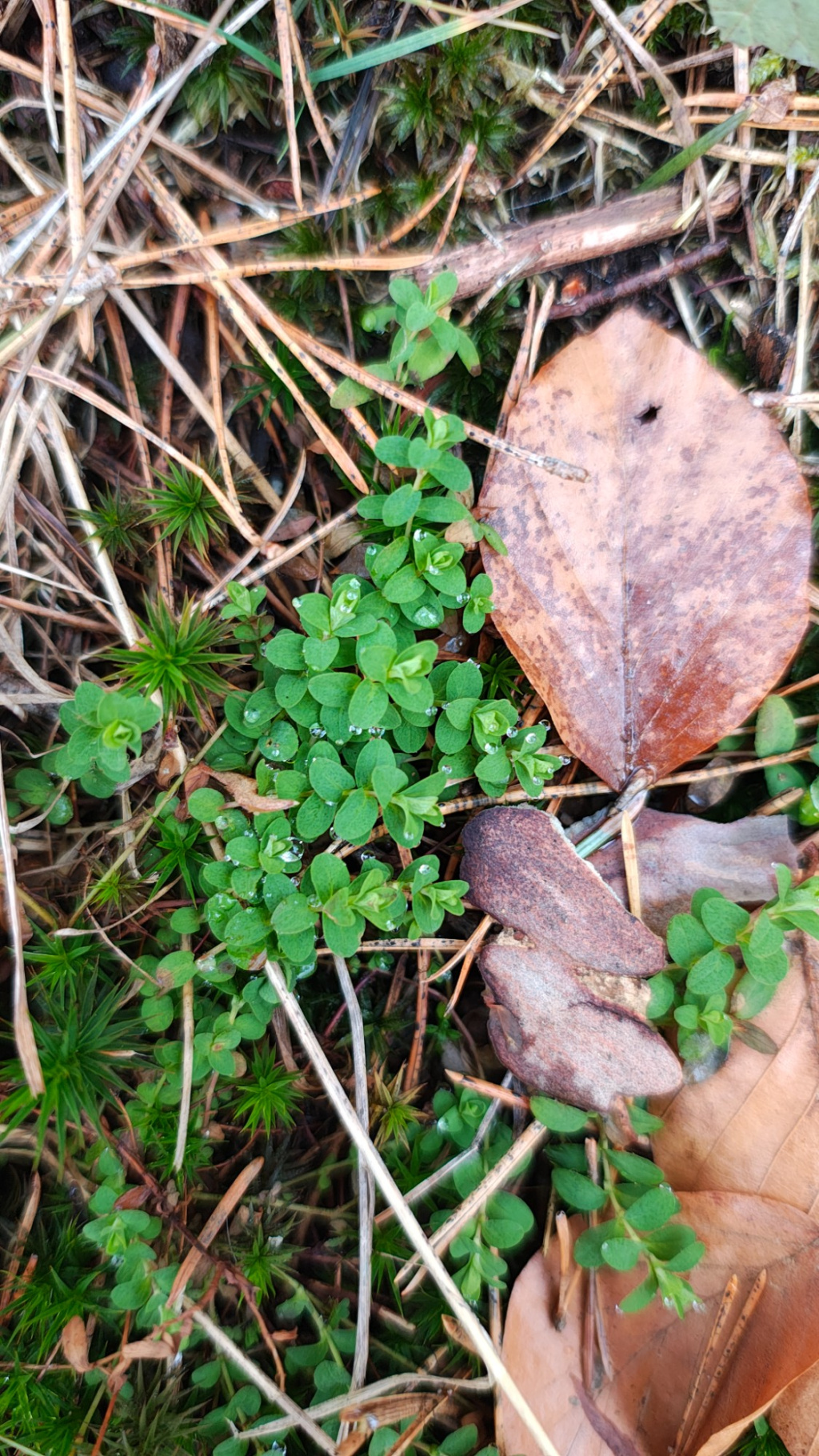 Hypericum humifusum | Liegendes Hartheu Hypericum humifusum | Liegendes Hartheu