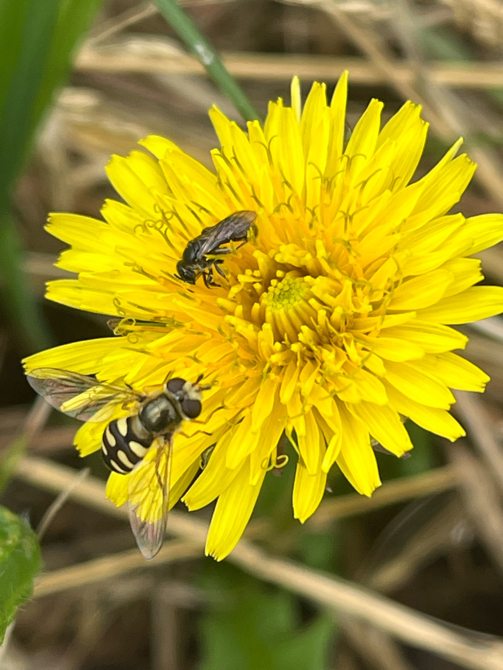 Lasioglossum Lasioglossum