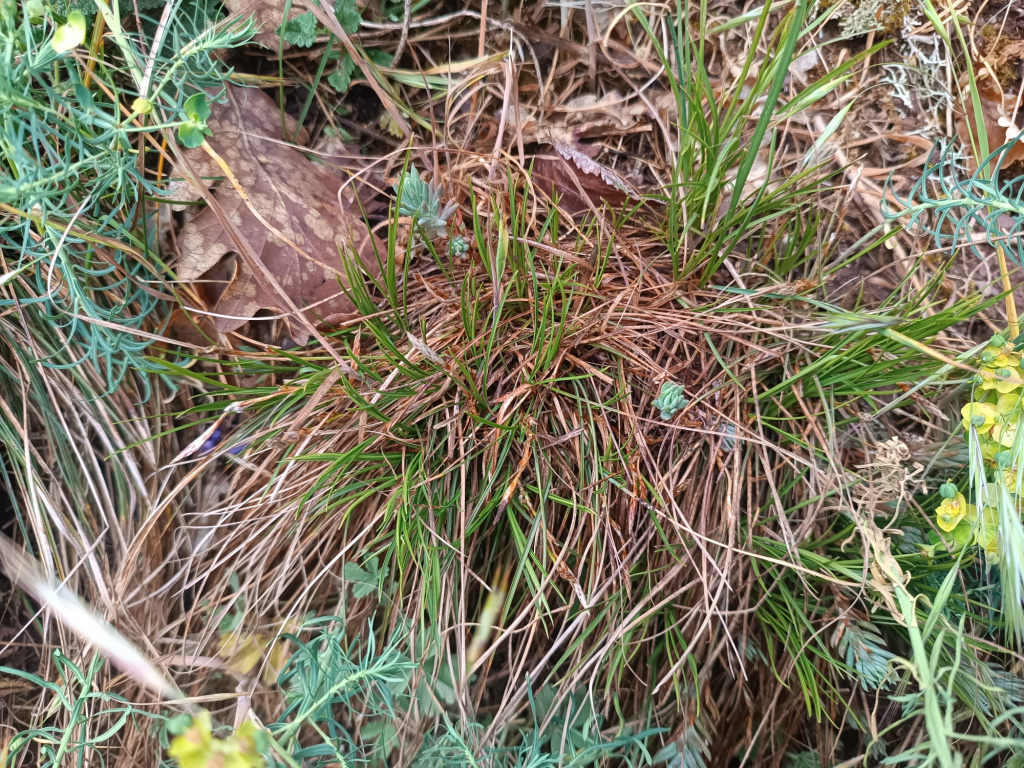 Carex humilis | Erd-Segge Carex humilis | Erd-Segge