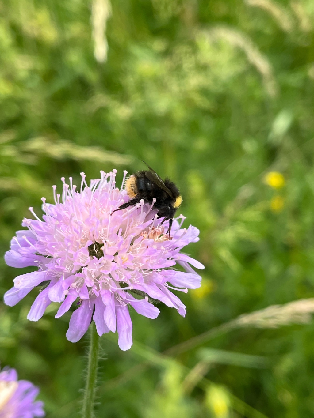 Bombus pratorum | Wiesenhummel Bombus pratorum | Wiesenhummel