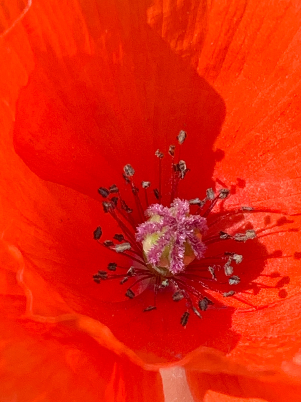 Papaver rhoeas | Klatsch-Mohn Papaver rhoeas | Klatsch-Mohn