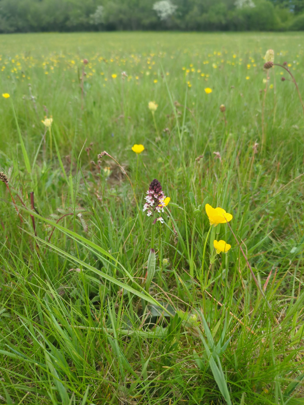 Orchis ustulata | Brand-Knabenkraut Orchis ustulata | Brand-Knabenkraut
