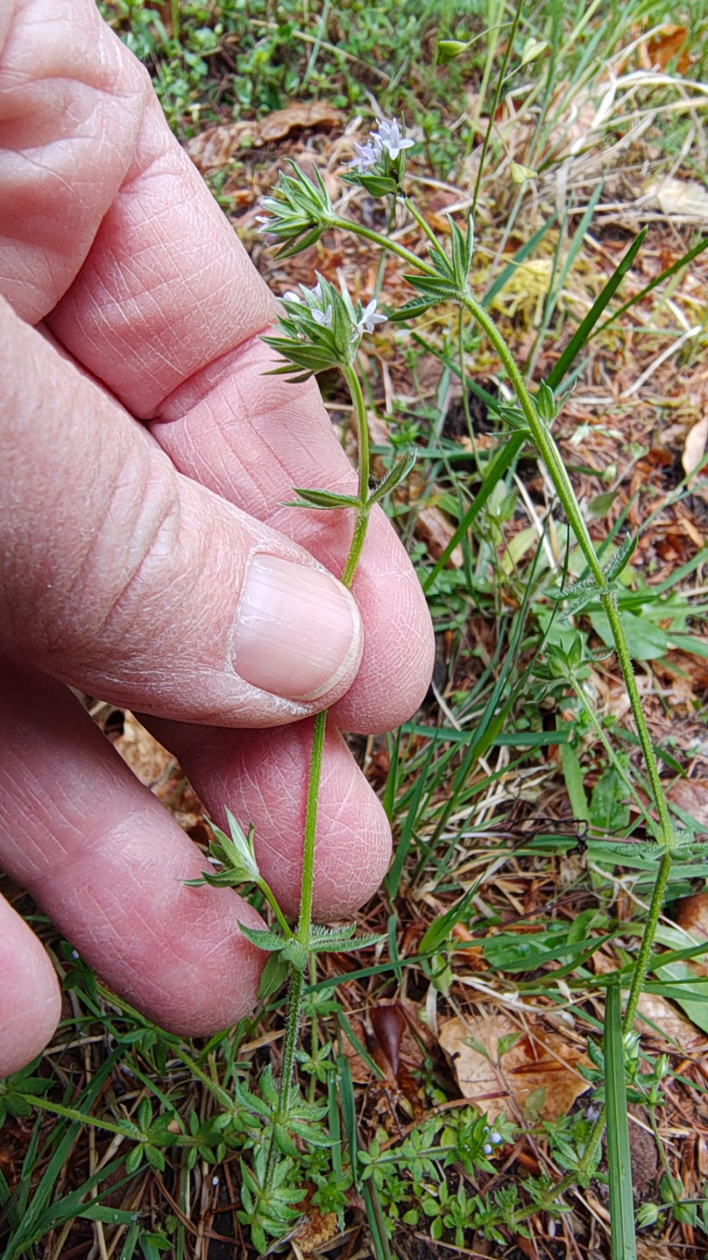 Sherardia arvensis | Ackerröte Sherardia arvensis | Ackerröte