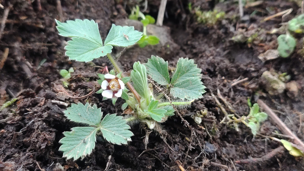 Potentilla micrantha | Kleinblütiges Fingerkraut Potentilla micrantha | Kleinblütiges Fingerkraut