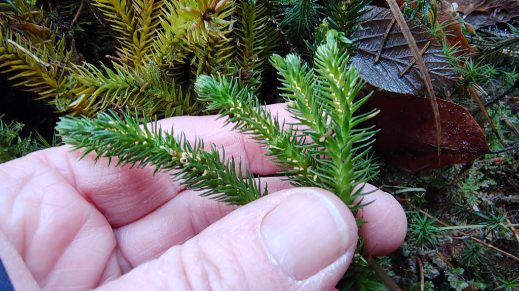 Huperzia selago subsp. selago | Tannen-Teufelsklaue Huperzia selago subsp. selago | Tannen-Teufelsklaue