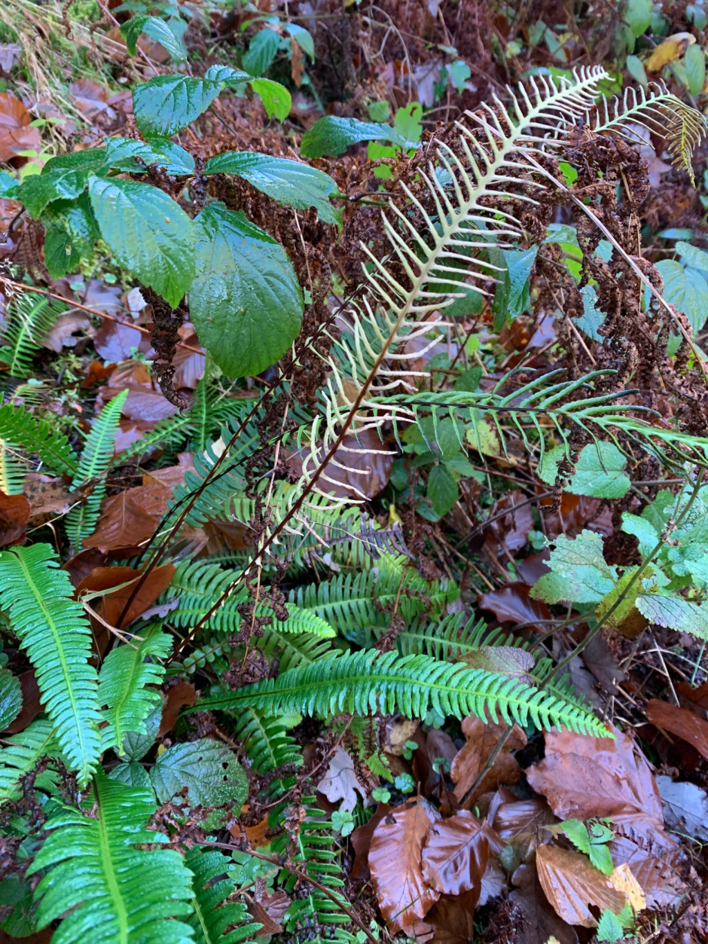 Blechnum spicant | Rippenfarn Blechnum spicant | Rippenfarn