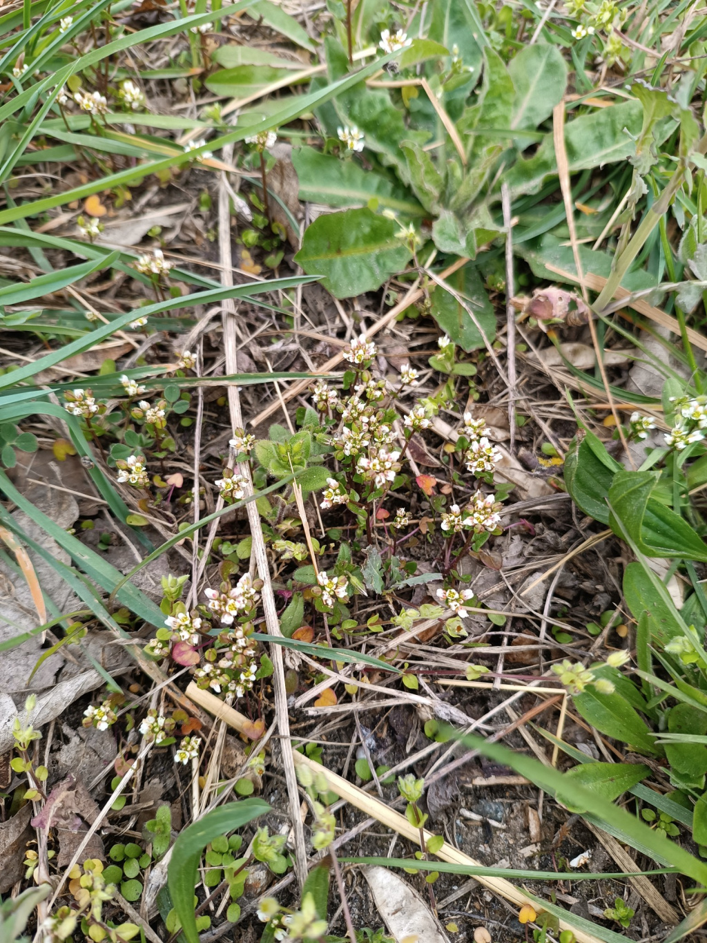 Cochlearia danica | Dänisches Löffelkraut Cochlearia danica | Dänisches Löffelkraut