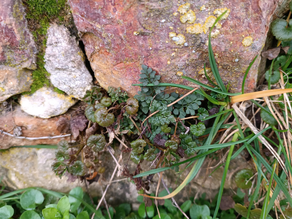 Asplenium ruta-muraria subsp. ruta-muraria | Mauerraute Asplenium ruta-muraria subsp. ruta-muraria | Mauerraute