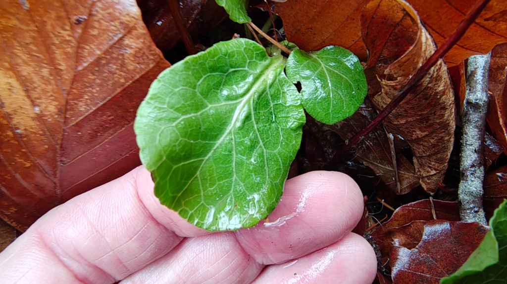 Pyrola minor | Kleines Wintergrün Pyrola minor | Kleines Wintergrün