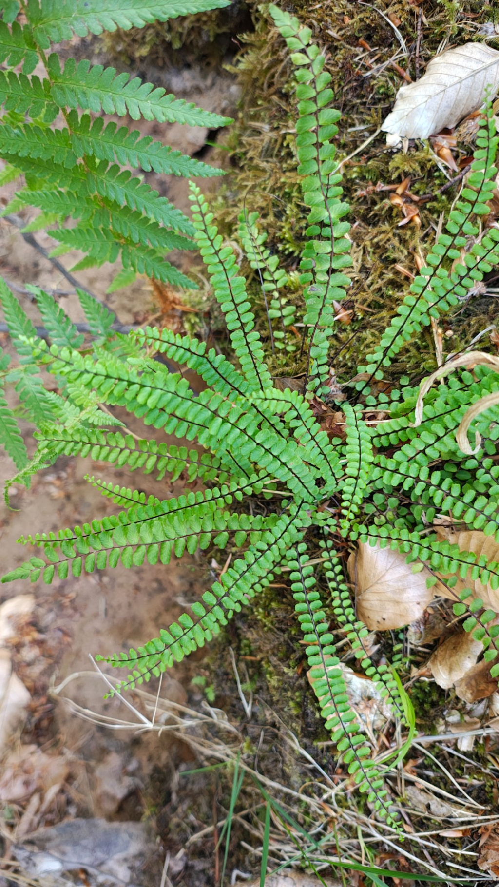Asplenium trichomanes subsp. quadrivalens Asplenium trichomanes subsp. quadrivalens