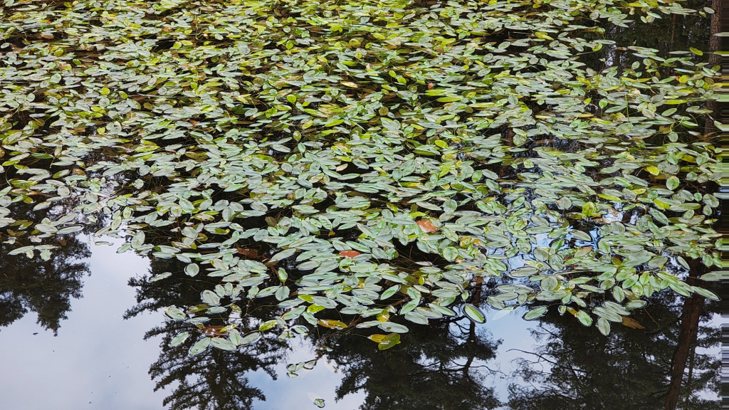 Potamogeton natans | Schwimmendes Laichkraut Potamogeton natans | Schwimmendes Laichkraut