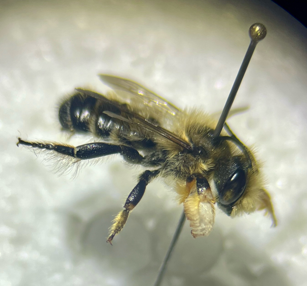 Megachile willughbiella | Garten-Blattschneiderbiene Megachile willughbiella | Garten-Blattschneiderbiene