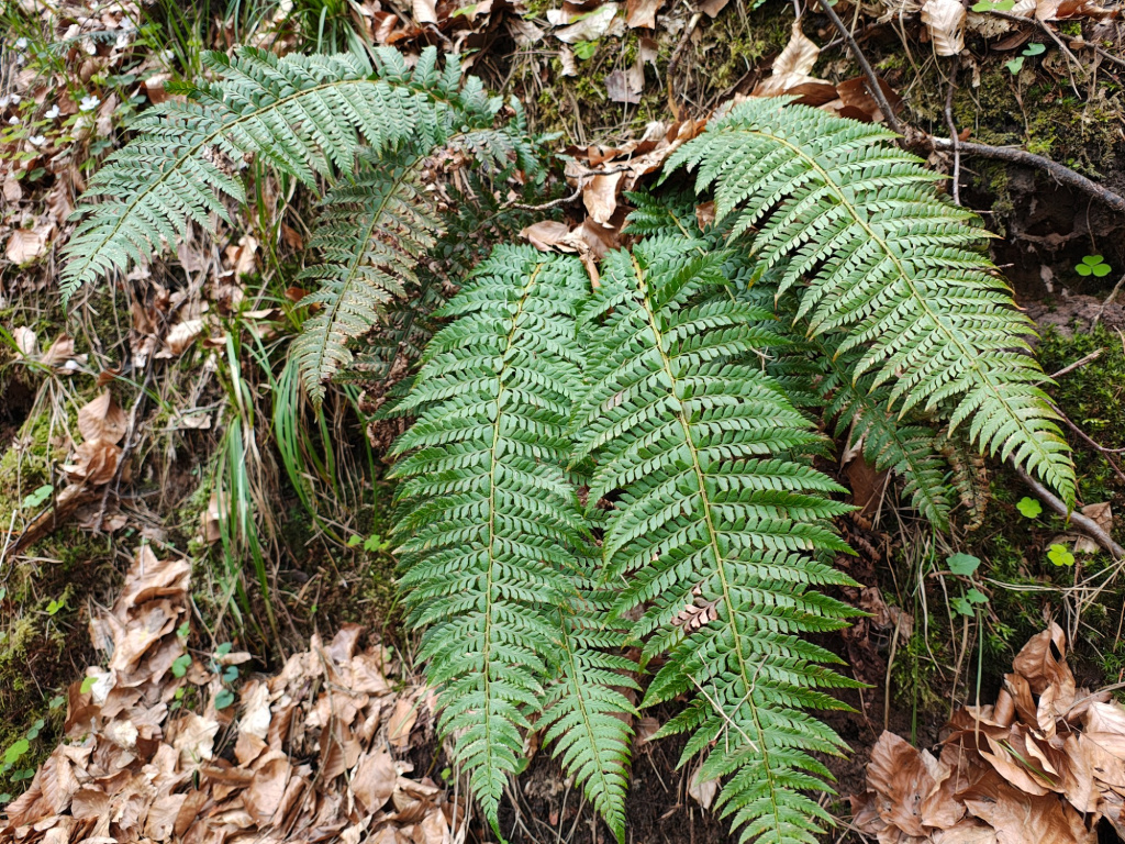 Polystichum aculeatum | Dorniger Schildfarn Polystichum aculeatum | Dorniger Schildfarn
