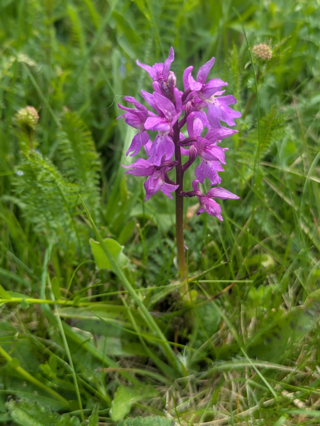 Orchis mascula subsp. mascula Orchis mascula subsp. mascula