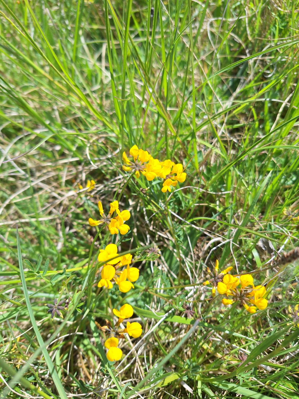 Hippocrepis comosa | Hufeisenklee Hippocrepis comosa | Hufeisenklee