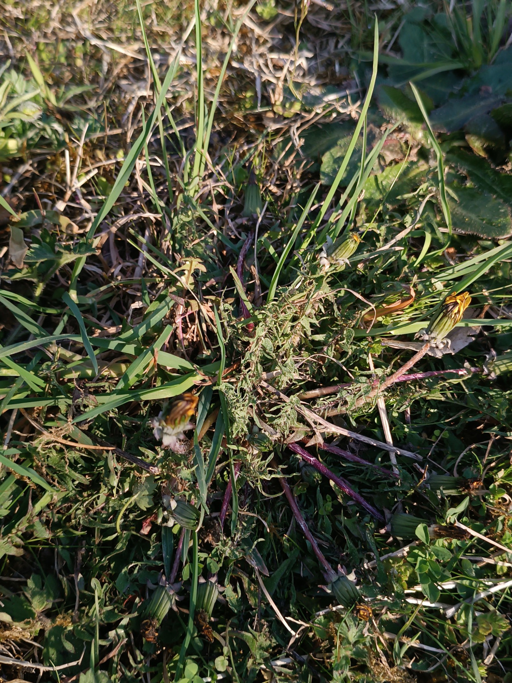 Taraxacum sect. Erythrosperma | Rotfrucht-Löwenzahn (Artengruppe) Taraxacum sect. Erythrosperma | Rotfrucht-Löwenzahn (Artengruppe)
