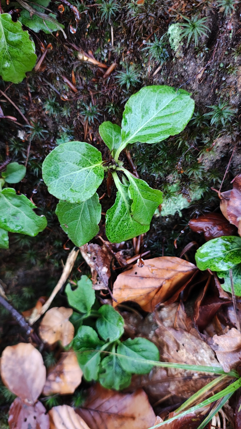 Pyrola minor | Kleines Wintergrün Pyrola minor | Kleines Wintergrün