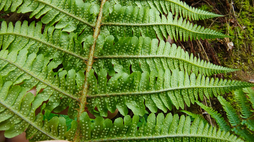 Dryopteris borreri | Borrer-Schuppen-Wurmfarn Dryopteris borreri | Borrer-Schuppen-Wurmfarn