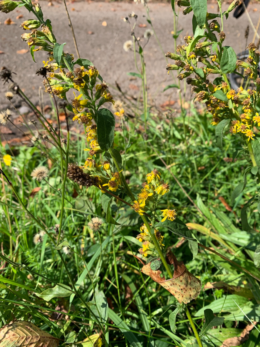 Solidago virgaurea subsp. virgaurea Solidago virgaurea subsp. virgaurea