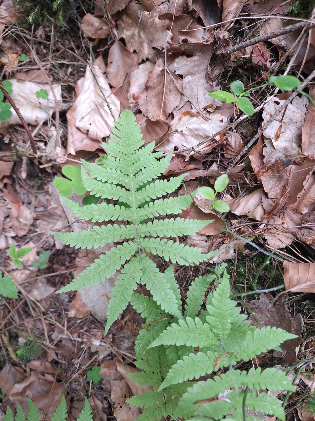 Phegopteris connectilis | Buchenfarn Phegopteris connectilis | Buchenfarn