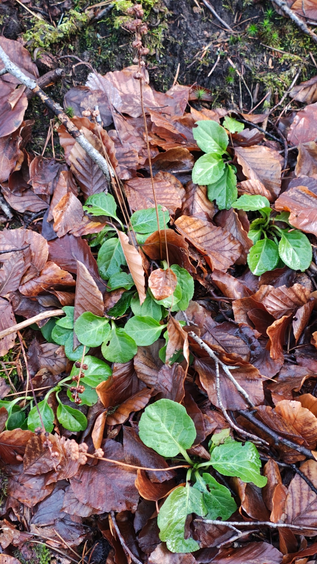 Pyrola minor | Kleines Wintergrün Pyrola minor | Kleines Wintergrün