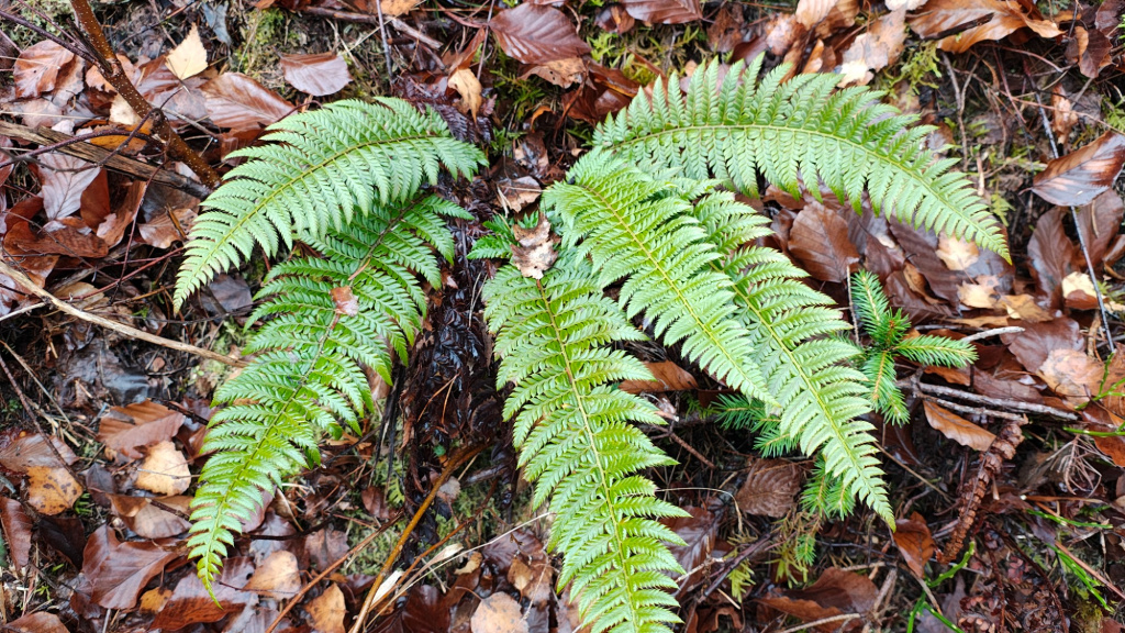 Polystichum aculeatum | Dorniger Schildfarn Polystichum aculeatum | Dorniger Schildfarn