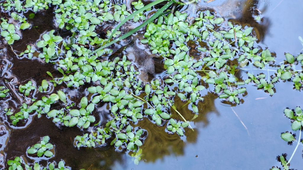 Callitriche palustris agg. | Sumpf-Wasserstern (Artengruppe) Callitriche palustris agg. | Sumpf-Wasserstern (Artengruppe)