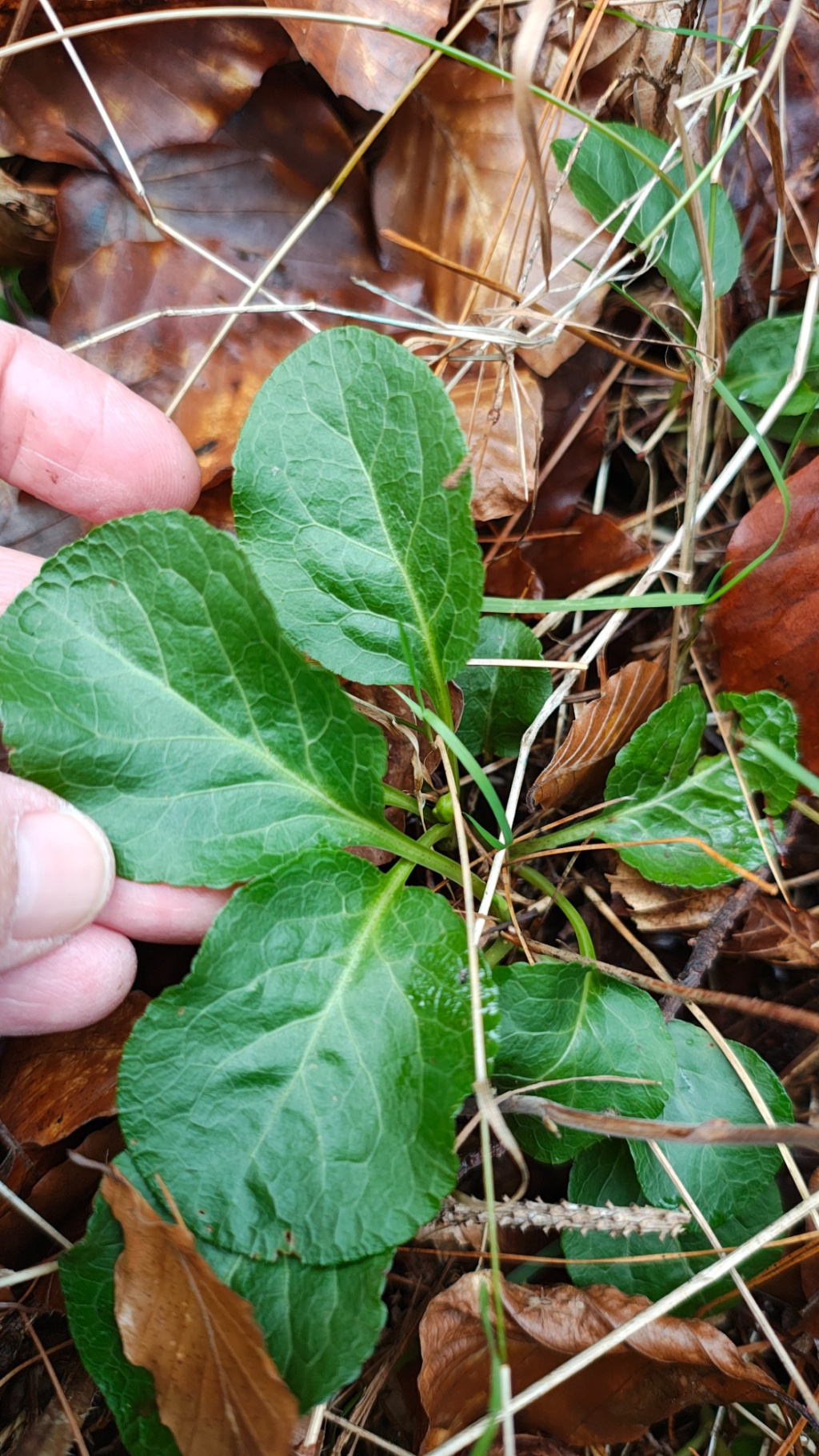 Pyrola minor | Kleines Wintergrün Pyrola minor | Kleines Wintergrün