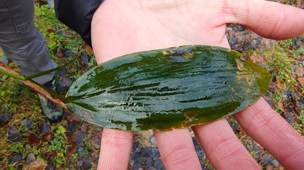 Potamogeton natans | Schwimmendes Laichkraut Potamogeton natans | Schwimmendes Laichkraut
