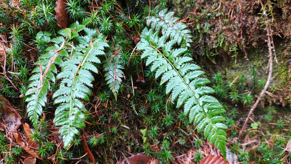Polystichum aculeatum | Dorniger Schildfarn Polystichum aculeatum | Dorniger Schildfarn