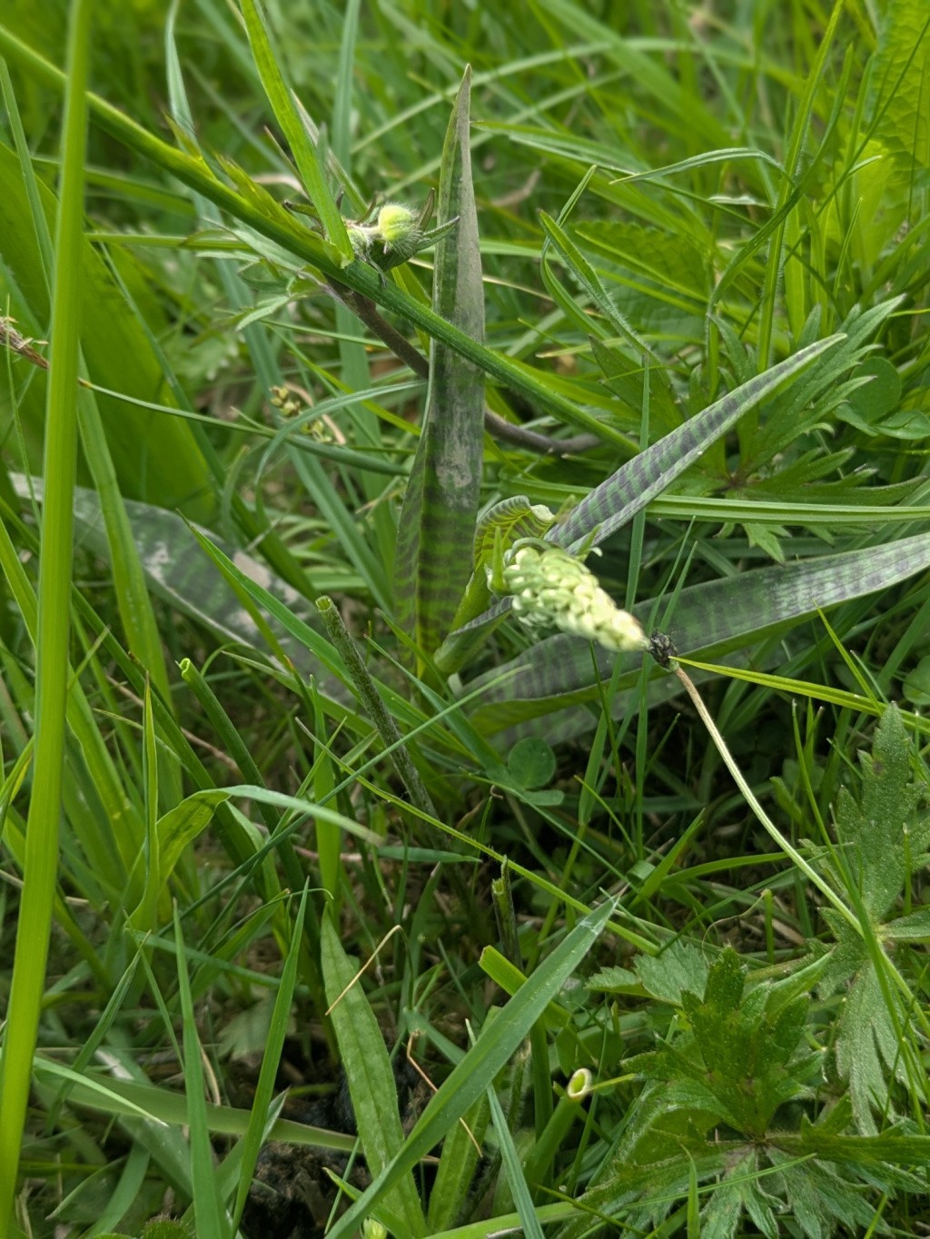 Dactylorhiza maculata agg. | Gefleckte Fingerwurz (Artengruppe) Dactylorhiza maculata agg. | Gefleckte Fingerwurz (Artengruppe)
