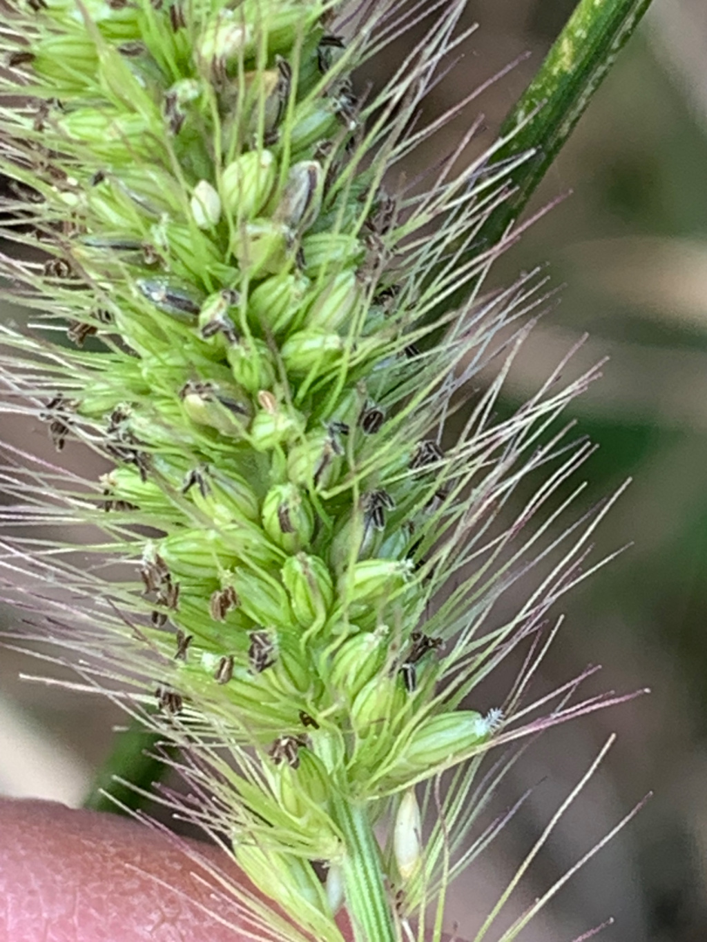 Setaria viridis | Grüne Borstenhirse Setaria viridis | Grüne Borstenhirse