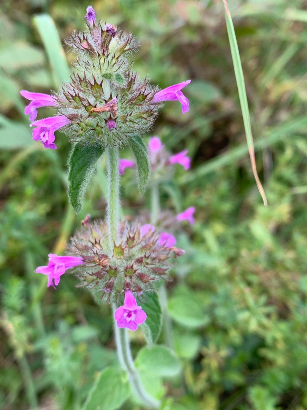 Clinopodium vulgare subsp. vulgare | Wirbeldost Clinopodium vulgare subsp. vulgare | Wirbeldost